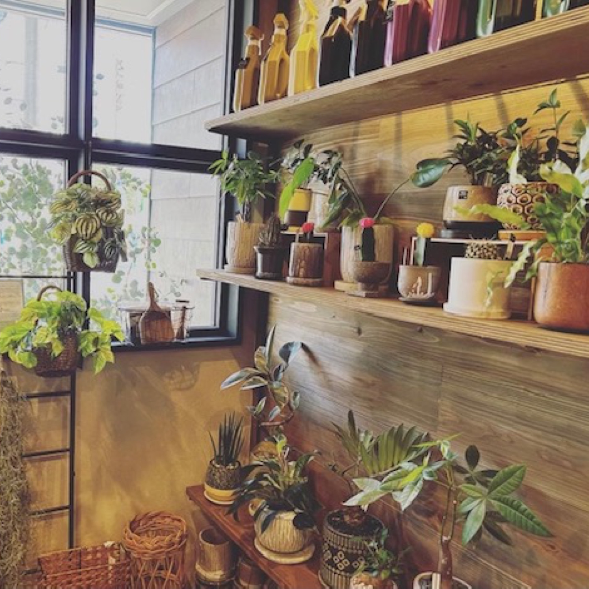 観葉植物